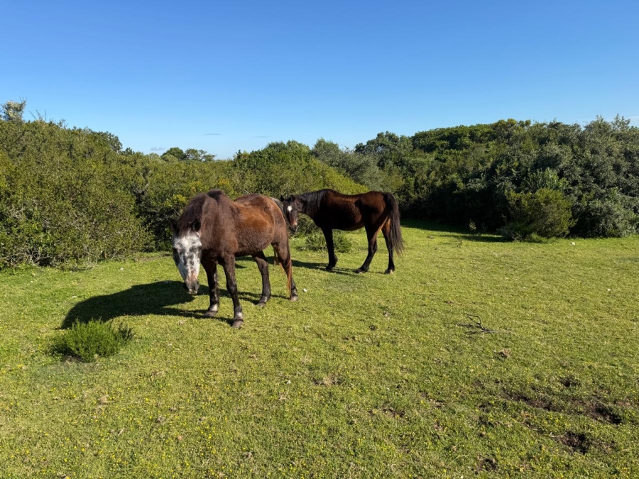 0 Bedroom Property for Sale in Riversdale Rural Western Cape